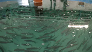 В Коми добыча рыбы возросла на 40% по сравнению с прошлым годом