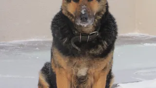 В Рязанской области служебная собака поймала вора