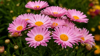 Титулованная красавица, неустанно цветущая с мая по октябрь: великолепный многолетник весь сезон радует пышными алыми цветами