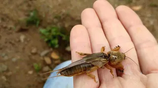 Готовлю быструю «болтушку» — и в норы: у медведки шанса на спасение не будет — страшнее любой химии