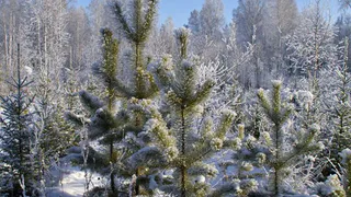 В Брянской области высадили лес на 3,1 тысячи гектаров