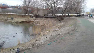 В Дашково-Песочне пруд Серой Шейки завален мусором