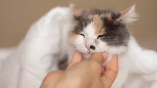 Почему нельзя трогать живот кошки, даже если она не возражает - об этом забывают почти все