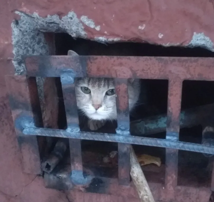 Почему в Нижнекамске устанавливают решетки на подвальные окошки?