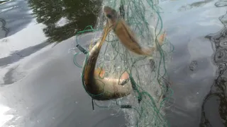 Житель Коми, незаконно выловивший свыше 60 кг хариуса, получил наказание