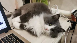 Почему в одних домах пахнет "кошкой", а в других - нет: ветеринары назвали 3 причины