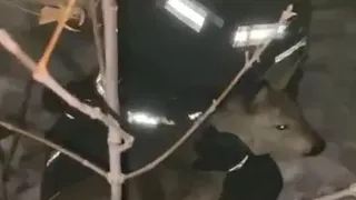 В Челябинской области детёныша косули пришлось вытаскивать из "западни" в детском саду