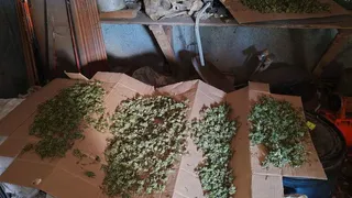 Жительница Рязани ухаживала за коноплёй сына и отправляла ему видеоотчёты