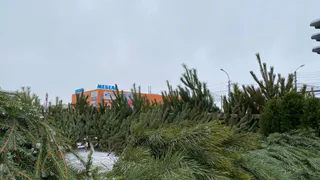 Рязанцам рассказали о возможности срубить понравившуюся ёлку и избежать штрафа