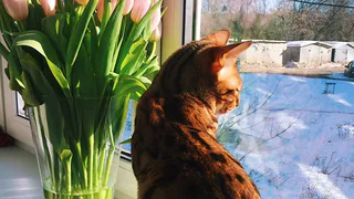 Рамз, Тигран, Персик и еще семнадцать мартовских котов читателей Pro Города