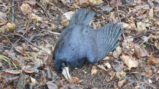 Ветеринары: дягилевские грачи погибли из-за ядовитого корма