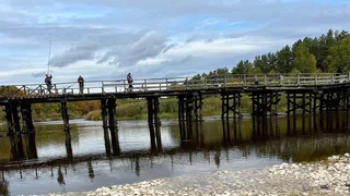 Под Рязанью в октябре 2022 года массово гибнет рыба после строительства дамбы