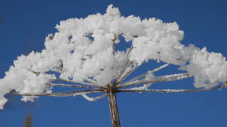 В Коми ученые рассказали, как бороться с опасным растением