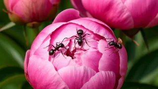 Муравьи на пионах — не беда: избавляюсь от вредителей этим адским составом — теперь цветы всегда будут под надежной защитой