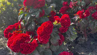 Посейте в ноябре и не придется возиться с рассадой весной: такие цветы можно высаживать под зиму