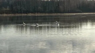 Во Владимирскую областьприлетели редкие белые лебеди