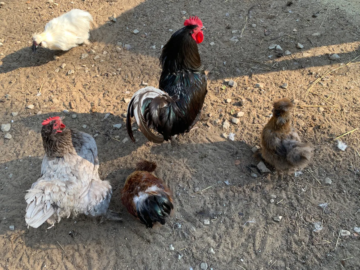 В Челябинской области откроют центр по птицеводству федерального значения