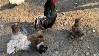 В Челябинской области откроют центр по птицеводству федерального значения