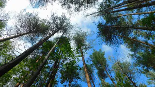 В Коми 31 августа установится прохладная и облачная погода  