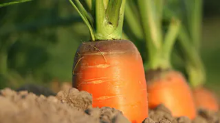 Три ингредиента – и морковь растет как на дрожжах: корнеплоды сочные и сладкие – хоть на выставку вези