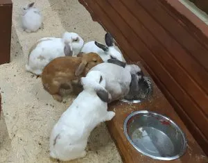 Владелец передвижного зоопарка в Магнитогорске оштрафован за работу без лицензии