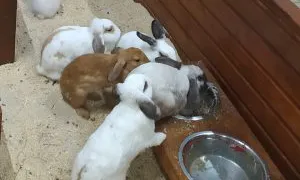 Владелец передвижного зоопарка в Магнитогорске оштрафован за работу без лицензии