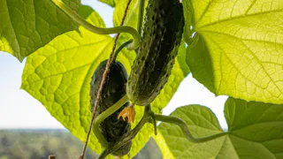 Прут как танки даже в заморозки: эти хрустящие и вкусные огурцы плодоносят до самой осени - большой урожай обеспечен 