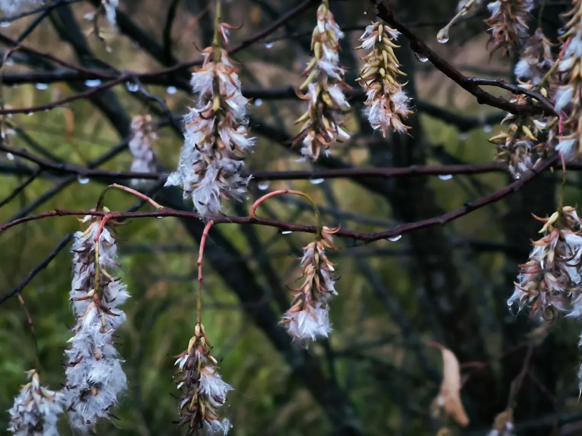 Циклон надвигается на Челябинскую область: дожди и похолодание