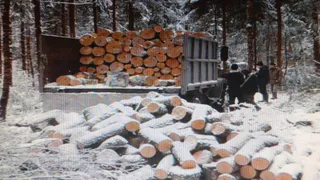 В Кольчугине будут судить мужчину за незаконную вырубку леса на 2 миллиона рублей