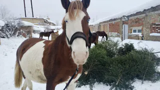 Более 1300 новогодних ёлок жители Коми сдали Региональному оператору Севера: они пойдут на подкормку и подстилки для животных