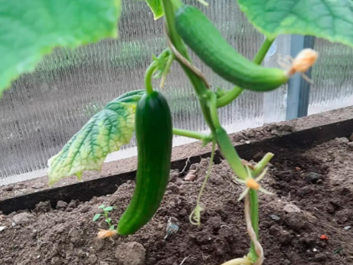 Не вянут, не темнеют и всегда свежие: с 10 июля щепотка в почву и огурцы растут по 600 гр