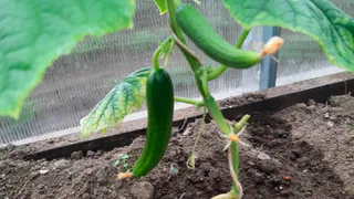 Не вянут, не темнеют и всегда свежие: с 10 июля щепотка в почву и огурцы растут по 600 гр