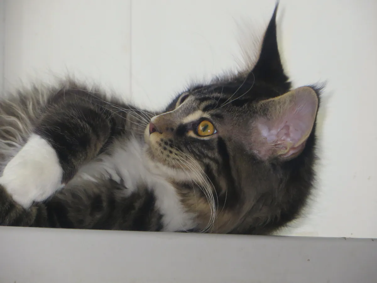 Не кричите на соседскую кошку — просто посыпьте землю этим. Натуральный репеллент из кухни: дешево, безопасно, работает с первого раза