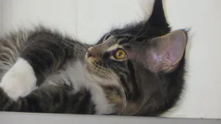 Не кричите на соседскую кошку — просто посыпьте землю этим. Натуральный репеллент из кухни: дешево, безопасно, работает с первого раза