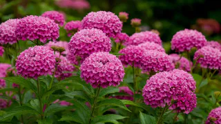 Этот дивный многолетник - королева сада: цветет яркими лиловыми гроздьями и пахнет свежим медом на всю деревню