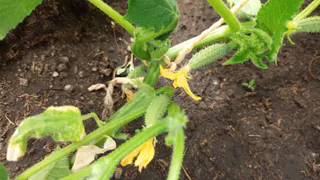 В теплице душно — огурцы сбрасывают цветы? Снимаем жар одним способом, завязи не горят и огурцы собираем потом вёдрами