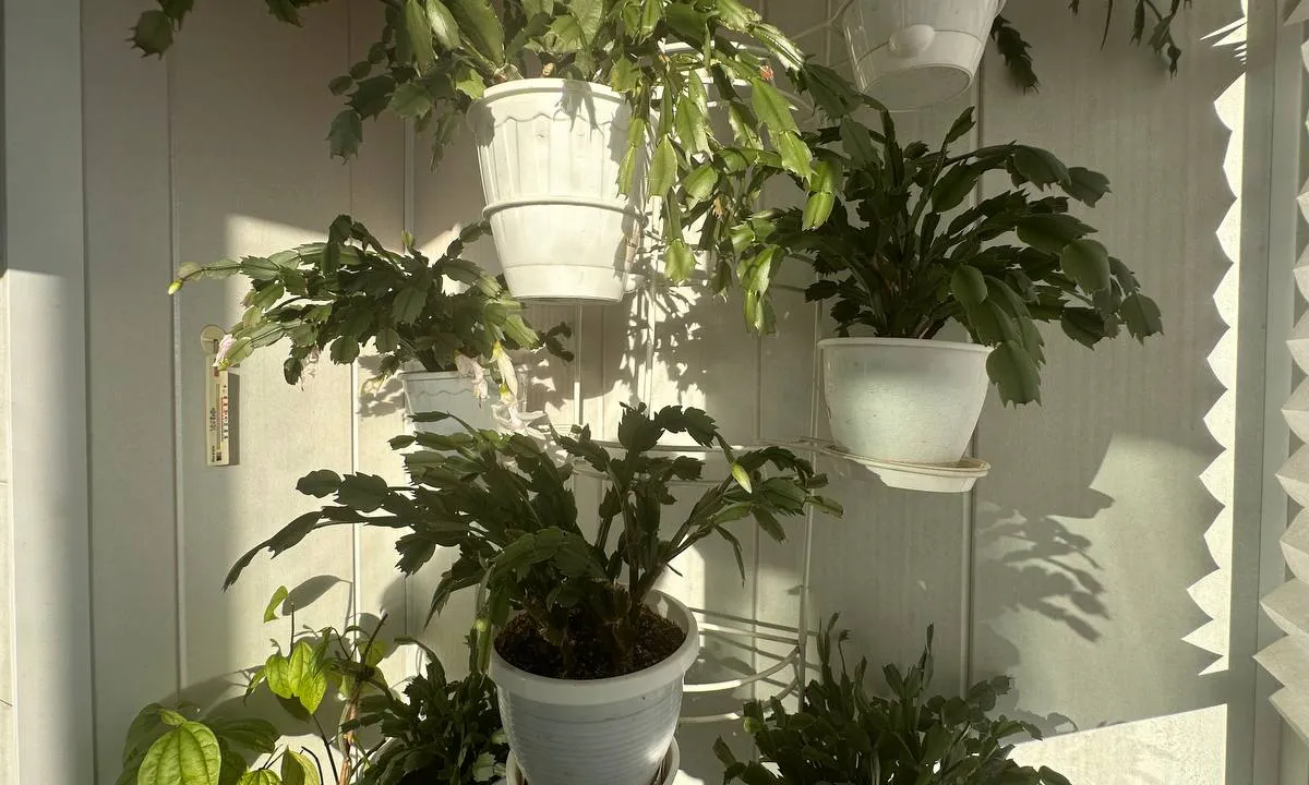 Цветёт как бешеный: для декабриста нужно сделать 1 вещь — рассказал опытный флорист