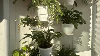 Цветёт как бешеный: для декабриста нужно сделать 1 вещь — рассказал опытный флорист