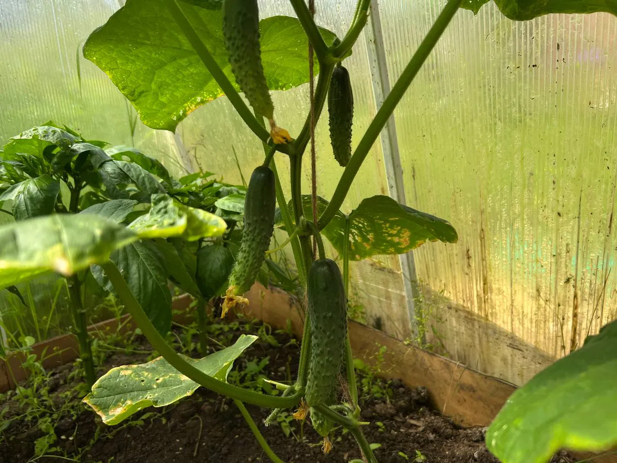 Даю огурцам в начале сентября эту народную подкормку: плодоносят до первых заморозков — огурчики ровные и не «кривятся»