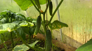 Листья огурцов пожелтели? Один ингредиент за ночь сделает плети зеленее изумруда — запомните рецепт