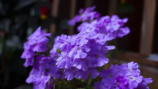 Фиалка начнет выпускать по 5 бутонов в день: поле из цветов у вас на подоконнике