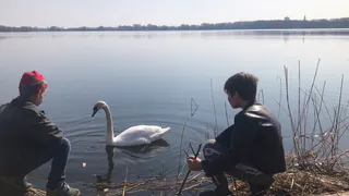 На Борковском карьере поселился лебедь