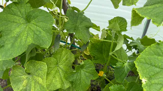 Если листья огурцов стали желтыми: достаточно 1 ингредиента, чтобы сделать рабочий раствор – к утру увидите зеленые словно нефрит лозы