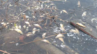 В Канищеве произошёл массовый замор рыбы