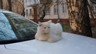 В Рязанской области 8 апреля ожидается +17 