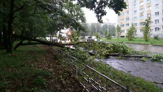 Последствия урагана в Рязани: на проезжую часть улицы Новоселов упал дуб