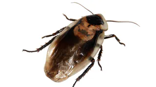 Как раз и навсегда избавиться от тараканов