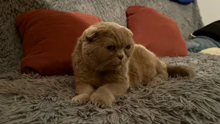 Кошка точит когти на новом диване? Один простой лайфхак спасет мебель за секунды