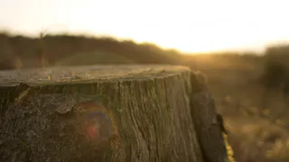 Сотрудник лесхоза сказал, как убрать пень всего за пару минут и без корчевания. Теперь мой участок полностью чист