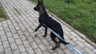 Похороненный заживо щенок живет в новой семье